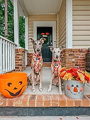 Sassy Woof Peanuts Harvest Dog Collar, Small: 13-in neck, 1/2-in wide slide 2 of 6