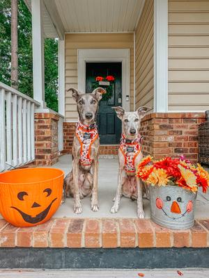 Show full view: Sassy Woof Peanuts Harvest Dog Collar, Large: 26-in neck, 1-in wide slide 6 of 6