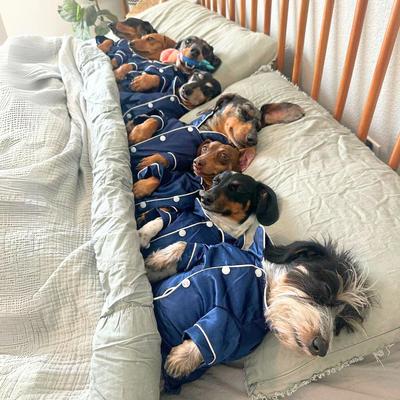 Show full view: The Weens Counting Weens Plush Puzzle Dog Toy slide 8 of 8