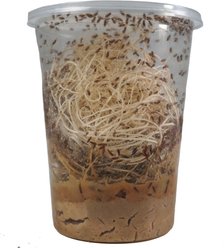 Josh's Frogs Producing Flightless Golden Hydei Fruit Fly Culture Live Feed Reptile Food