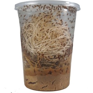 Josh's Frogs Producing Flightless Golden Hydei Fruit Fly Culture Live Feed Reptile Food
