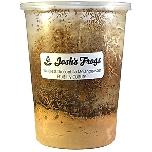 Josh's Frogs Producing Wingless Drosophila Melanogaster Fruit Fly Culture Live Feed Reptile Food