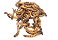 Phat Jack Farms Live Superworms Reptile Treats, Large, 1000 count