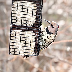 Pine Tree Farms Never Melt Suet Insect Cake Bird Food, 12-oz tray, 12 count