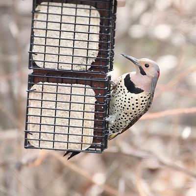 Show full view: Pine Tree Farms Never Melt Suet Insect Cake Bird Food, 12-oz tray, 12 count slide 2 of 10