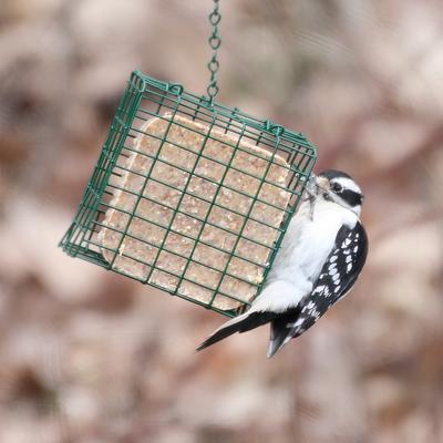 Show full view: Pine Tree Farms Never Melt Suet Berry Cake Bird Food, 12-oz tray, 12 count slide 2 of 9
