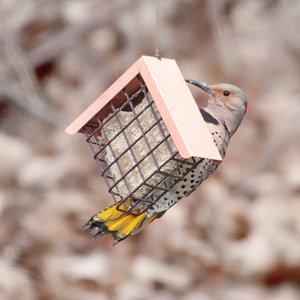 Pine Tree Farms Never Melt Suet Peanut Cake Bird Food, 12-oz tray, 12 count