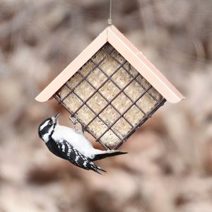 Pine Tree Farms Never Melt Suet Peanut Cake Bird Food, 12-oz tray, 12 count