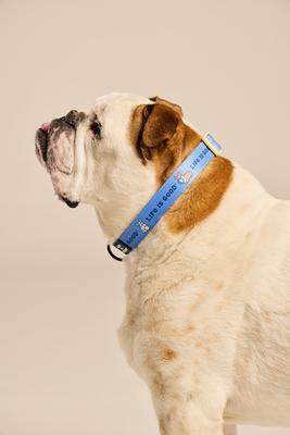 Show full view: LIFE IS GOOD Vintage Dogs Dog Collar, Cornflower Blue, Medium: 12 to 18-in neck, 3/4-in wide slide 4 of 6