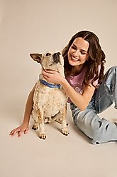 LIFE IS GOOD Beach Day Dog Collar, Cornflower Blue, Small: 10 to 14-in neck, 5/8-in wide slide 2 of 3