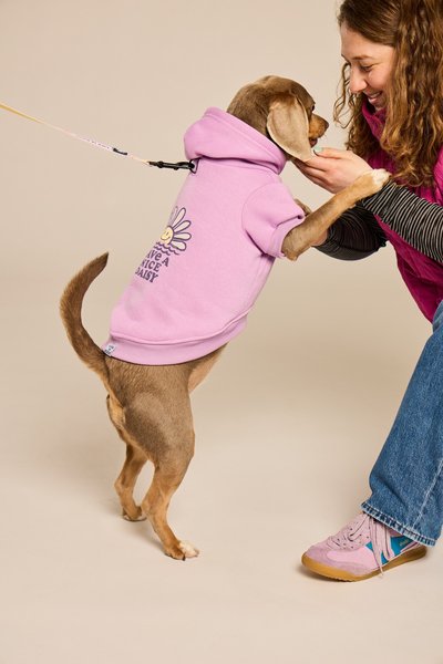 Show full view: LIFE IS GOOD Have a Nice Daisy Sunset Dog Hoodie, Violet Purple, Small slide 3 of 4
