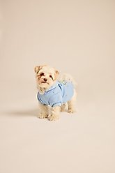 LIFE IS GOOD Sea Turtle Dog Hoodie, Cool Blue, X-Small slide 2 of 3