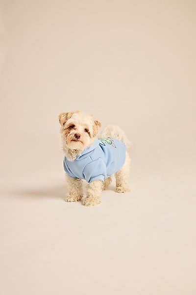Show full view: LIFE IS GOOD Sea Turtle Dog Hoodie, Cool Blue, Medium slide 5 of 6