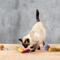 Show in main carousel: Nocciola 5 Pack Foodie Catnip Filling Cat Toy Set, Multi slide 8 of 10