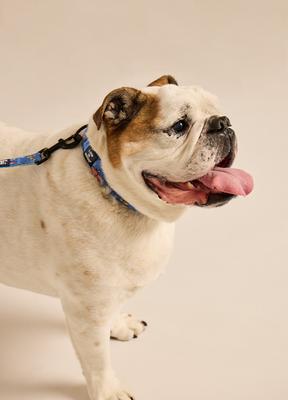 Show full view: LIFE IS GOOD Beach Day Dog Collar, Cornflower Blue, Small: 10 to 14-in neck, 5/8-in wide slide 2 of 3