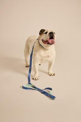 Show full view: LIFE IS GOOD Beach Day Dog Leash, 6-ft long, 1-in wide, Cornflower Blue slide 3 of 6