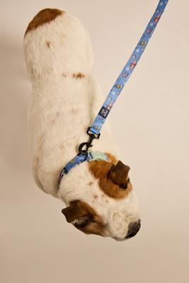 Show full view: LIFE IS GOOD Beach Day Dog Leash, 6-ft long, 1-in wide, Cornflower Blue slide 4 of 6