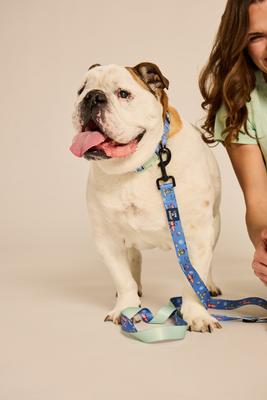 Show full view: LIFE IS GOOD Beach Day Dog Leash, 6-ft long, 1-in wide, Cornflower Blue slide 2 of 6