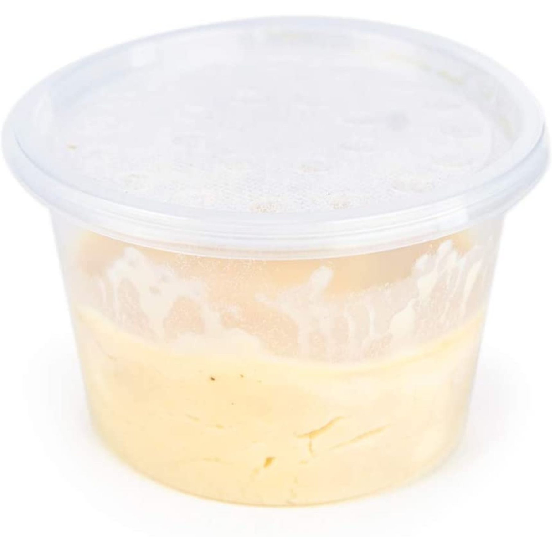 Josh's Frogs Microworm Panagrellus Culture, 16-oz