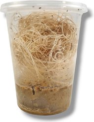 Josh's Frogs Freshly Started Wingless Drosophila Melanogaster Fruit Fly Culture Live Feed Reptile Food