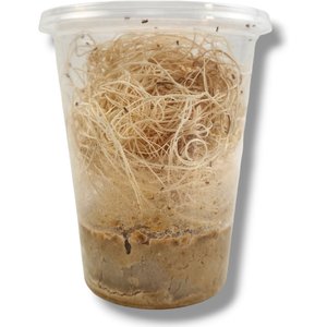 Josh's Frogs Freshly Started Wingless Drosophila Melanogaster Fruit Fly Culture Live Feed Reptile Food