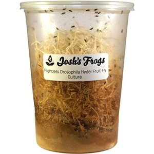 Josh's Frogs Producing Flightless Drosophila Hydei Fruit Fly Culture Live Feed Reptile Food