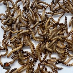 ABDragons Live Superworms Reptile, Bird, Fish & Small Pet Food, Medium, 100