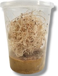 Josh's Frogs Freshly Started Flightless Golden Hydei Fruit Fly Culture Live Feed Reptile Food