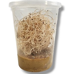 Josh's Frogs Freshly Started Flightless Golden Hydei Fruit Fly Culture Live Feed Reptile Food