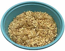 ABDragons Live Waxworms Reptile, Bird, Fish & Small Pet Food, 750 count