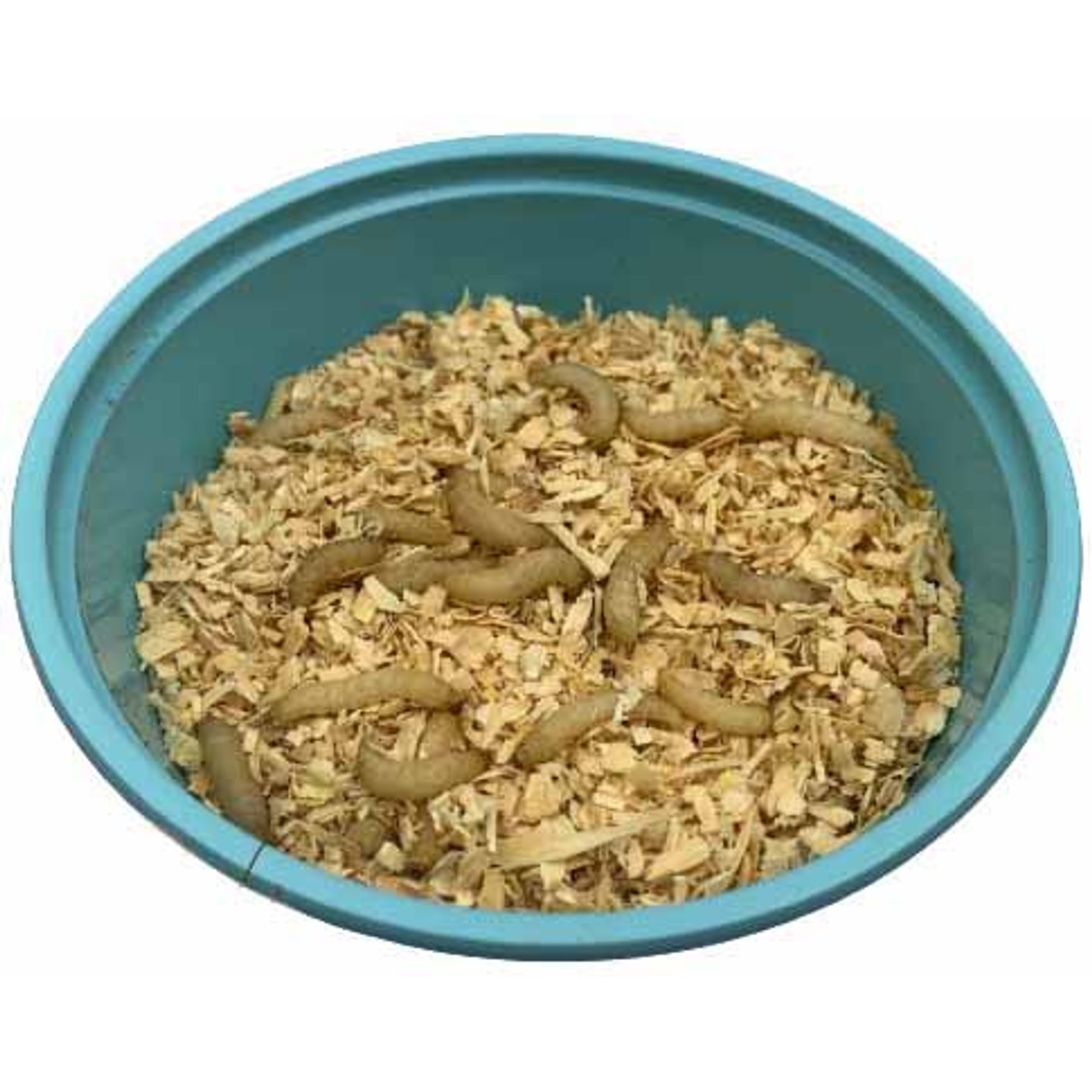 ABDragons Live Waxworms Reptile, Bird, Fish & Small Pet Food, 1000 count