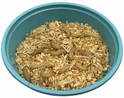 ABDragons Live Waxworms Reptile, Bird, Fish & Small Pet Food, 250 count