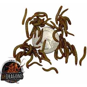 ABDragons Live Mealworms Reptile, Bird, Fish & Small Pet Food, Small, 25 count