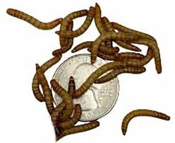 ABDragons Live Mealworms Reptile, Bird, Fish & Small Pet Food, Medium, 250 count