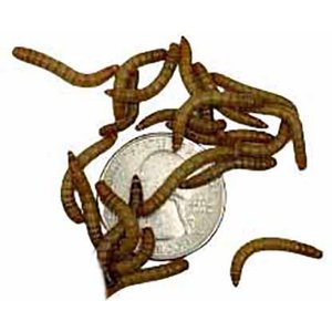 ABDragons Live Mealworms Reptile, Bird, Fish & Small Pet Food, Medium, 250 count