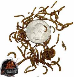 ABDragons Live Mealworms Reptile, Bird, Fish & Small Pet Food, Mini, 50 count