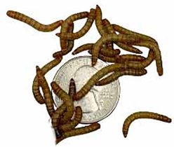 ABDragons Live Mealworms Reptile, Bird, Fish & Small Pet Food, Medium, 50 count
