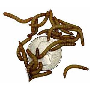 ABDragons Live Mealworms Reptile, Bird, Fish & Small Pet Food, Medium, 50 count