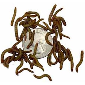 ABDragons Live Mealworms Reptile, Bird, Fish & Small Pet Food, Small, 50 count