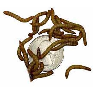 ABDragons Live Mealworms Reptile, Bird, Fish & Small Pet Food, Medium, 1000 count