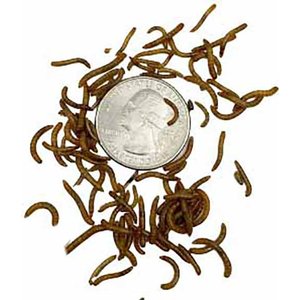 ABDragons Live Mealworms Reptile, Bird, Fish & Small Pet Food, Mini, 300 count