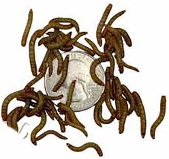 ABDragons Live Mealworms Reptile, Bird, Fish & Small Pet Food, Small, 300 count