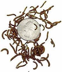 ABDragons Live Mealworms Reptile, Bird, Fish & Small Pet Food, Mini, 100 count