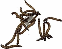 ABDragons Live Superworms Reptile, Bird, Fish & Small Pet Food, Large, 250 count