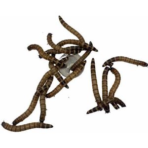 ABDragons Live Hornworms Reptile, Bird, Fish & Small Pet Food