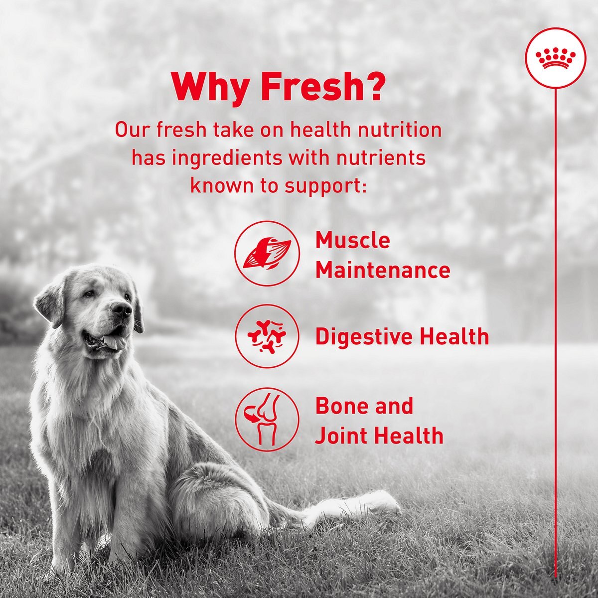 Royal Canin Fresh Health Nutrition Senior Dog Food