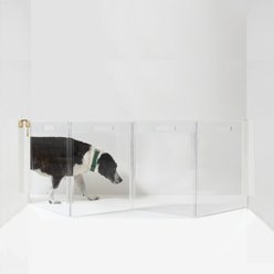 Hiddin Clear Wall Mounted Low Zig Zag Dog Gate, Gold, 4 panel