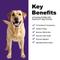 Show in main carousel: Pureluxe Elite Nutrition Stellar Science 91 Chicken, Salmon & Eggs Dry Dog Food, 22-lb bag slide 5 of 12