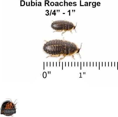 Show full view: ABDragons Live Dubia Roaches Mixed Mixe Sized Reptile Food, 350 count & 1-oz gel, Medium slide 6 of 8