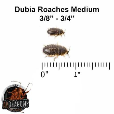 Show full view: ABDragons Live Dubia Roaches Mixed Mixe Sized Reptile Food, 350 count & 1-oz gel, Medium slide 5 of 8